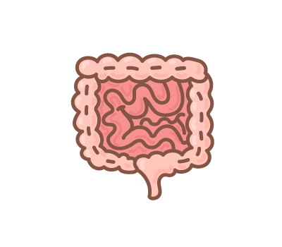 ลำไส้ png