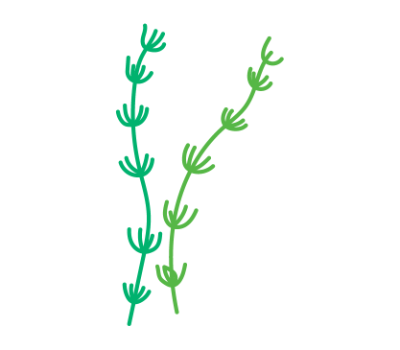 ดอกหญ้า png