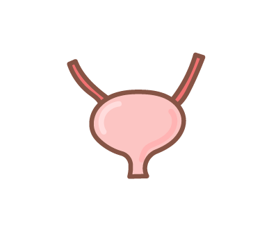 กระเพาะปัสสาวะ png