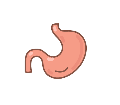 กระเพาะ png